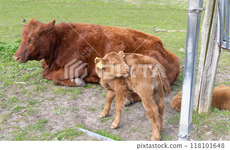 Cows in the meadow eat grass on a sunny day. 118101648