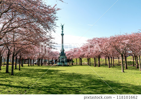 Cherry Blossom in Langelinie park on a beautiful spring day. Sakura festival in Copenhagen Cherry Blossom in Langelinie park on a beautiful spring day. Sakura festival in Copenhagen 118101662