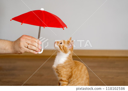 umbrella. Animal Insurance Concept. Housing for homeless animals. Shelter, adopt a pet. Beautiful funny kitten and owner 118102586