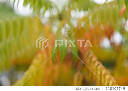 Colorful autumn leaves on a tree close-up photo. Interesting geometry of sharp autumn leaves. 118102749