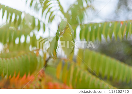 Colorful autumn leaves on a tree close-up photo. Interesting geometry of sharp autumn leaves. 118102750