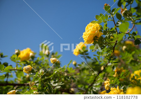 Yellow rose bush against blue sky in garden. Rosebush with green leaves, summertime 118102778