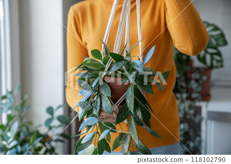 Woman holding macrame plant hanger with houseplant Hoya gracilis in pot. Handmade hobby at home 118102790