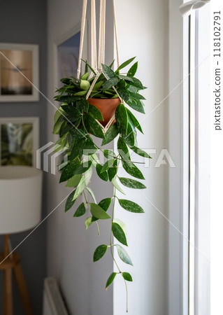 Plant Hoya gracilis in terracotta pot hanging from cotton macrame next to the window at home 118102791