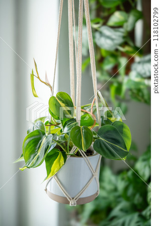 Plant Philodendron Brasil in ceramic pot hanging from cotton macrame next to the window at home Plant Philodendron Brasil in ceramic pot hanging from cotton macrame next to the window at home 118102799