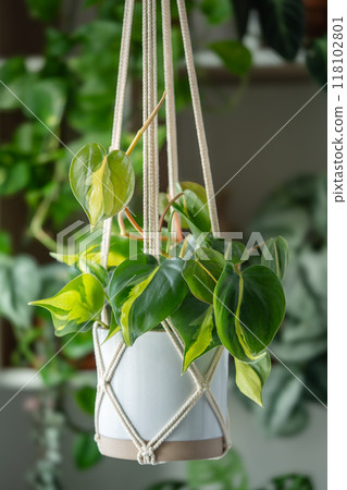 Handmade cotton macrame plant hanger. Philodendron Scandens Brasil hanging from macrame setting 118102801