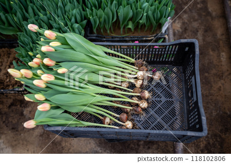 Tulip flowers in box in industry greenhouse, pulled out of soil, ready for cutting. Floral business. 118102806