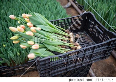 Tulip flowers in box in industry greenhouse, pulled out of soil, ready for cutting. Floral business. 118102807