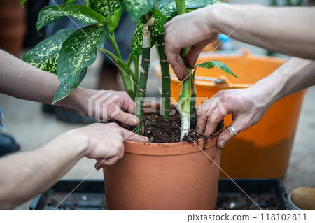 Couple replanting Diffenbachia plants sprouts into new pot using soil mixture 118102811