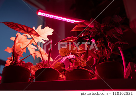 Growing plants under phyto lamp at home. LED lamp for supplementary lighting of houseplants Growing plants under phyto lamp at home. LED lamp for supplementary lighting of houseplants 118102821