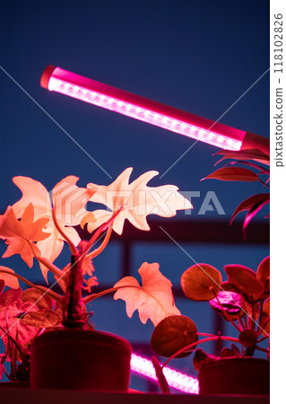Phyto lamp illuminates plant at home. LED lamp for supplementary lighting of houseplants in winter Phyto lamp illuminates plant at home. LED lamp for supplementary lighting of houseplants in winter 118102826