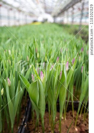 Plantation of tulips cultivation in greenhouse. Seedling of spring bulbous flowers in glasshouse 118102829