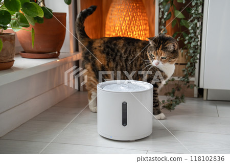 Cat looks with interest at automatic water fountain. Modern smart drinker for pets 118102836