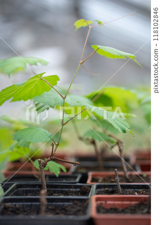 Seedling of grape vine with green leaves in black plastic pot in plant nursery, selective soft focus Seedling of grape vine with green leaves in black plastic pot in plant nursery, selective soft focus 118102846