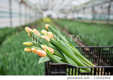 Tulip flowers in box in industry greenhouse, pulled out of soil, ready for cutting. Floral business. Tulip flowers in box in industry greenhouse, pulled out of soil, ready for cutting. Floral business. 118102848
