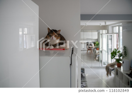 Sleepy cat resting on top of refrigerator in modern kitchen. Pet lying on fridge at home.  118102849