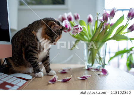 Domestic cat playing with tulip flowers in vase at home sniffing tasting plant. Domestic cat playing with tulip flowers in vase at home sniffing tasting plant. 118102850