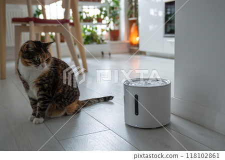 Curious cat looks at smart drinking fountain that owners bought him to prevent urinary tract disease 118102861