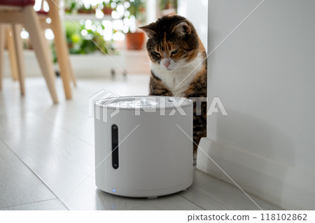 Curious cat looks at smart drinking fountain that owners bought him to prevent urinary tract disease 118102862