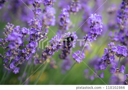 Bumblebee pollinates flowering lavender bush, spikes in wind. Insect flying on flower field Bumblebee pollinates flowering lavender bush, spikes in wind. Insect flying on flower field 118102866