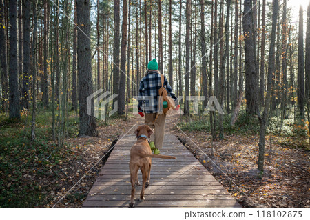 Tourist woman, pet owner walking with hound dog, recreating in autumn pine wood in warm sunny day 118102875