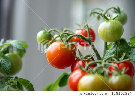 Closeup of ripe red cherry tomatoes first appear on branch of plant in pot at home. Domestic garden 118102884
