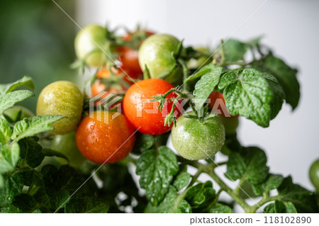 Closeup of ripe red cherry tomatoes first appear on branch of plant in pot at home. Domestic garden 118102890