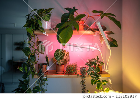 Grow light. Indoor plants under phytolamps on shelf at home in winter season. Plant care Grow light. Indoor plants under phytolamps on shelf at home in winter season. Plant care 118102917