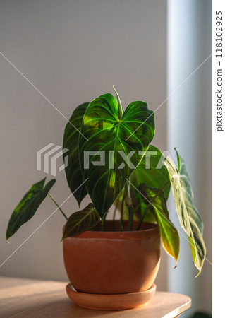 Closeup of Philodendron Splendid plant in flower pot at home.  118102925