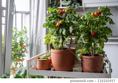 Fresh juicy potted cherry tomatoes on windowsill. Eco friendly living, sustainable organic food Fresh juicy potted cherry tomatoes on windowsill. Eco friendly living, sustainable organic food 118102937