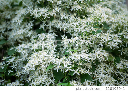 Small flowers and buds of white blooming Clematis Recta flammula in garden at summer.  118102941