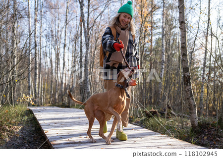Laughing woman plays with dog, pulling stick, walk pet in woods. Pet adoption, leisure activity 118102945