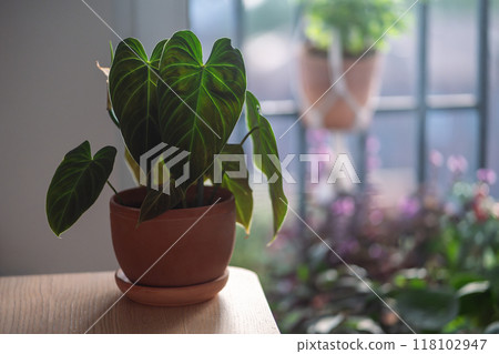 Closeup of Philodendron Splendid plant in flower pot at home.  118102947