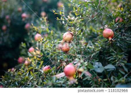 Overripe pomegranates fruits on bush in autumn season, soft focus. Harvest time 118102966