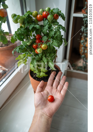 Man hand holding ripe cherry tomato grown on home windowsill. Self reliance, natural lifestyle Man hand holding ripe cherry tomato grown on home windowsill. Self reliance, natural lifestyle 118103019