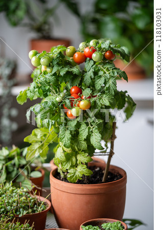 Unripe cherry tomatoes in pot grow on windowsill. Home garden with potted plants. Ecological food 118103031