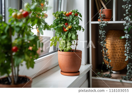 Homegrown small bush of balcony cherry red tomato in clay pots growing on windowsill at home. Homegrown small bush of balcony cherry red tomato in clay pots growing on windowsill at home. 118103055