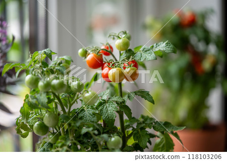 Closeup of ripe red cherry tomatoes first appear on branch of plant in pot at home. Domestic garden Closeup of ripe red cherry tomatoes first appear on branch of plant in pot at home. Domestic garden 118103206