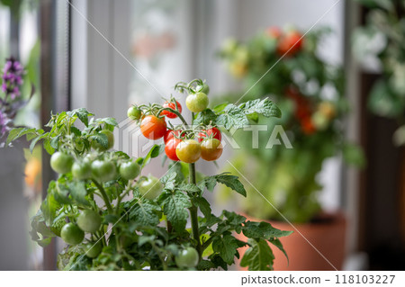 Ripe red cherry tomatoes first appear on branch of plant in pot on home windowsill. Domestic garden 118103227