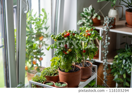 Fresh juicy potted cherry tomatoes on windowsill. Eco friendly living, sustainable orgnic food Fresh juicy potted cherry tomatoes on windowsill. Eco friendly living, sustainable orgnic food 118103294