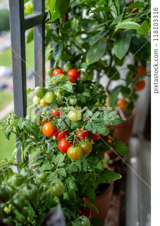 Homegrown small bush of cherry red tomato in clay pots growing on french balcony at home.  118103316
