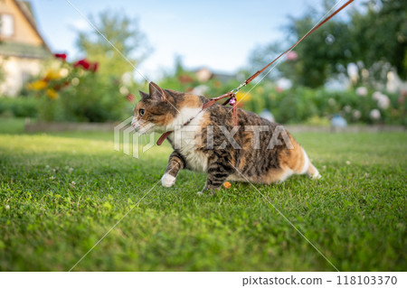 Curious disobedient cat on leash resists owner, tries to break free for solo walk, hunts in nature 118103370
