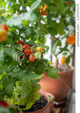 Homegrown small bush of cherry red tomato in clay pots growing on french balcony at home.  118103378