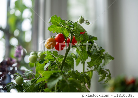 Closeup of ripe red cherry tomatoes first appear on branch of plant in pot at home. Domestic garden Closeup of ripe red cherry tomatoes first appear on branch of plant in pot at home. Domestic garden 118103383