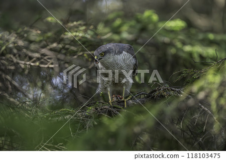 A sparrowhawk hunting prey from a tree A sparrowhawk hunting prey from a tree 118103475