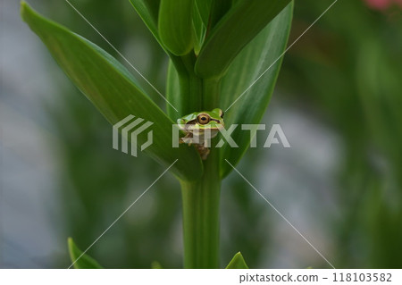 Tree frog resting on a leaf 118103582
