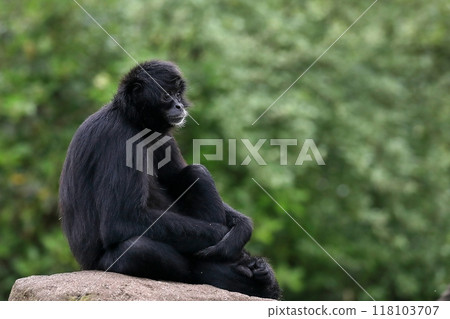 Black spider monkey sitting on a rock Black spider monkey sitting on a rock 118103707