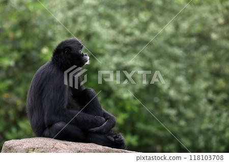 黑蜘蛛猴坐著抬頭看 黑蜘蛛猴坐著抬頭看 118103708