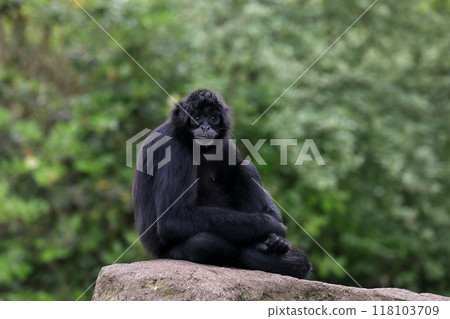 黑蜘蛛猴坐著看著鏡頭 118103709