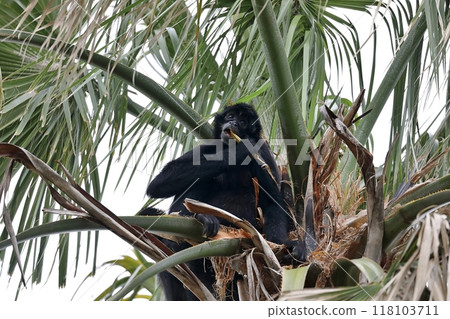 黑蜘蛛猴在棕櫚樹上吃東西 118103711